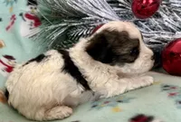 Cody, a male Maltipoo for sale in Ocala, FL – Photo 8 of 10