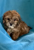 Nutmeg, a female Lhasapoo for sale in Ocala, FL – 5 of 9