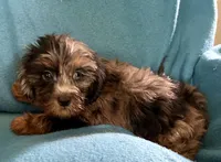 Rocky, a male Lhasapoo for sale in Ocala, FL – 3 of 7