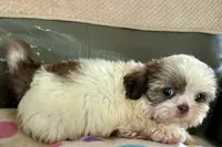 Lulu, a female Shih Tzu for sale in Ocala, FL – 2 of 4