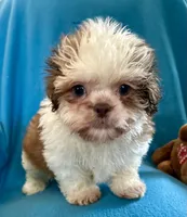 Ricky, a male Shih Tzu for sale in Ocala, FL – Photo 4 of 10