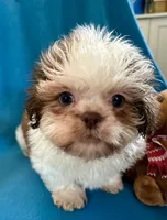 Ricky, a male Shih Tzu for sale in Ocala, FL – Photo 3 of 10