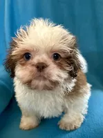 Ricky, a male Shih Tzu for sale in Ocala, FL – Photo 8 of 10