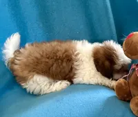 Ricky, a male Shih Tzu for sale in Ocala, FL – Photo 6 of 10