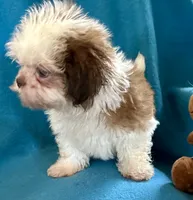 Ricky, a male Shih Tzu for sale in Ocala, FL – Photo 7 of 10