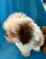 Ricky, a male Shih Tzu for sale in Ocala, FL – Photo 5 of 10