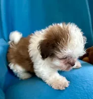 Ricky, a male Shih Tzu for sale in Ocala, FL – Photo 1 of 10