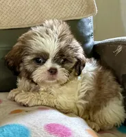 Brady, a male Shih Tzu for sale in Ocala, FL – 3 of 5