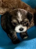Vinny, a male Lhasapoo for sale in Ocala, FL – 3 of 3