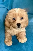 Grace, a female Lhasapoo for sale in Ocala, FL – 5 of 6