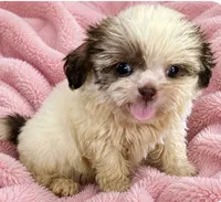 Lulu, a female Shih Tzu for sale in Ocala, FL – 1 of 4