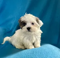 processed/86a70a3a-f6b0-4a51-acac-dd9a43a17a1c/listing/baabbe16-ad6c-44dd-8651-6ea4dd60b743/c913a81a-dafa-41c9-9750-1e3bc1083761