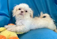 Kenny, a male Shih Tzu for sale in Ocala, FL – Photo 2 of 10