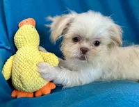 Kenny, a male Shih Tzu for sale in Ocala, FL – Photo 3 of 10