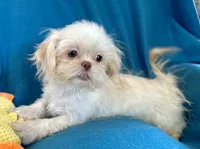 Kenny, a male Shih Tzu for sale in Ocala, FL – Photo 4 of 10