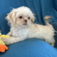 Kenny, a male Shih Tzu for sale in Ocala, FL – Photo 9 of 10