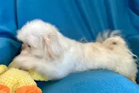 Kenny, a male Shih Tzu for sale in Ocala, FL – Photo 6 of 10