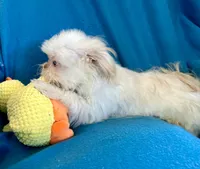 Kenny, a male Shih Tzu for sale in Ocala, FL – Photo 10 of 10