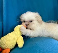 Kenny, a male Shih Tzu for sale in Ocala, FL – Photo 8 of 10