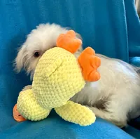 Kenny, a male Shih Tzu for sale in Ocala, FL – Photo 7 of 10