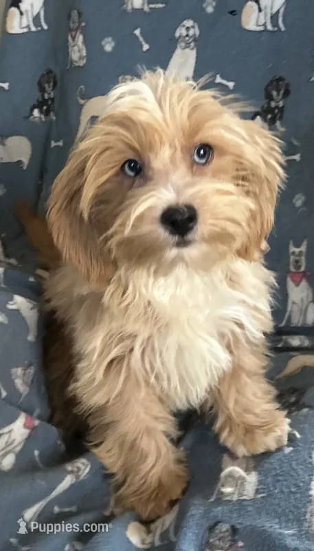 Gracie – Lhasapoo puppy for sale in Ocklawaha, FL