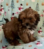 Toby, a male Lhasapoo for sale in Ocala, FL – Photo 5 of 8