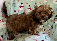 Toby, a male Lhasapoo for sale in Ocala, FL – Photo 8 of 8