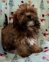 Toby, a male Lhasapoo for sale in Ocala, FL – Photo 7 of 8