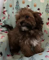 Toby, a male Lhasapoo for sale in Ocala, FL – Photo 3 of 8