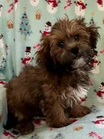 Toby, a male Lhasapoo for sale in Ocala, FL – Photo 2 of 8