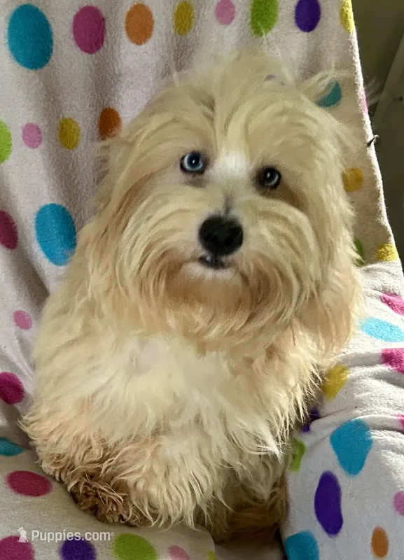 Sunny – Lhasapoo puppy for sale in Ocala, FL