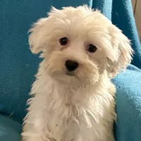 Frosty, a female Lhasapoo for sale in Ocala, FL – Photo 1 of 8