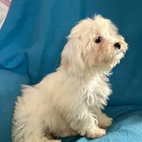Frosty, a female Lhasapoo for sale in Ocala, FL – Photo 6 of 8