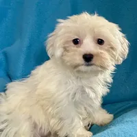 Frosty, a female Lhasapoo for sale in Ocala, FL – Photo 2 of 8