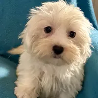 Frosty, a female Lhasapoo for sale in Ocala, FL – Photo 3 of 8