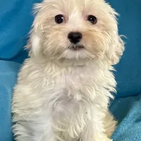 Frosty, a female Lhasapoo for sale in Ocala, FL – Photo 5 of 8