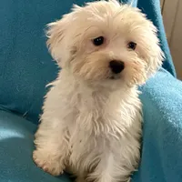 Frosty, a female Lhasapoo for sale in Ocala, FL – Photo 4 of 8