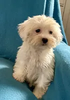 processed/86a70a3a-f6b0-4a51-acac-dd9a43a17a1c/listing/c58546fd-0458-498d-9c60-ba172c1e6c59/e3c0dcb0-7b87-40ca-8e49-f7005c079a8b