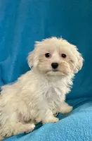 processed/86a70a3a-f6b0-4a51-acac-dd9a43a17a1c/listing/c58546fd-0458-498d-9c60-ba172c1e6c59/e915c69a-0db3-42a8-80bd-491db0f458c3