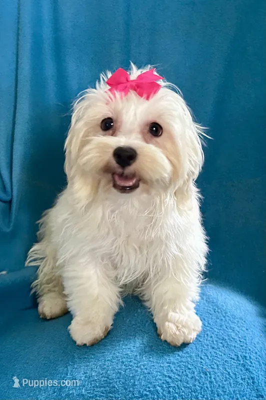 Frosty – Lhasapoo puppy for sale in Ocala, FL