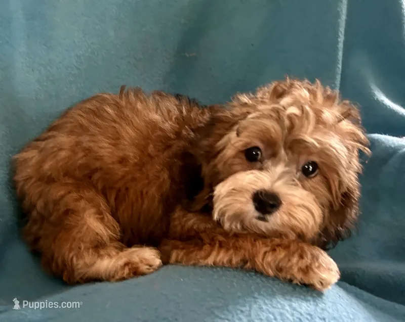Vinny – Lhasapoo puppy for sale in Ocala, FL