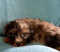 Rocky, a male Lhasapoo for sale in Ocala, FL – 7 of 7