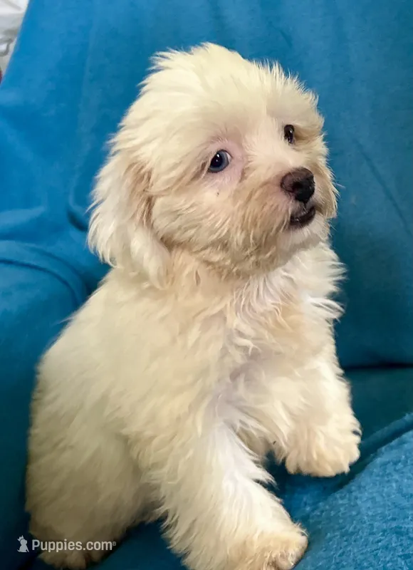Whinny – Lhasapoo puppy for sale in Ocala, FL