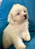 Whinny, a female Lhasapoo for sale in Ocala, FL – 1 of 8
