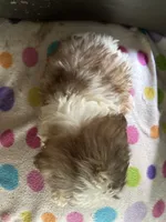 Brady, a male Shih Tzu for sale in Ocala, FL – 4 of 5