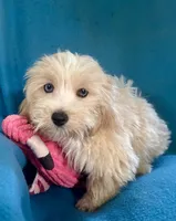 Sunny, a male Lhasapoo for sale in Ocala, FL – 2 of 9