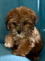 Nutmeg, a female Lhasapoo for sale in Ocala, FL – 4 of 9