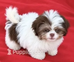 Jack – Shih Tzu puppy for sale in Ocklawaha, FL