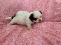 Jazzy, a female Shih Tzu for sale in Ocala, FL – Photo 5 of 5