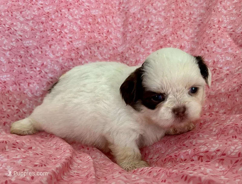 Jazzy – Shih Tzu puppy for sale in Ocala, FL